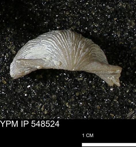 Stropheodonta navalis
