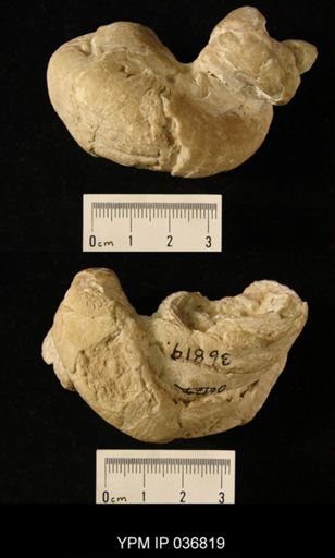 Caprotina lonsdalei