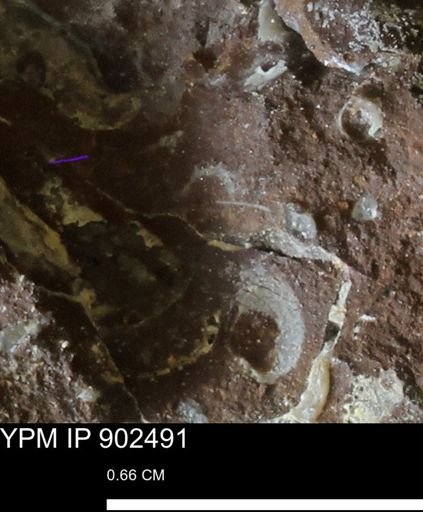 undet. Gastropoda