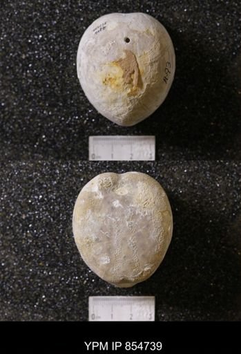 Holaster simplex