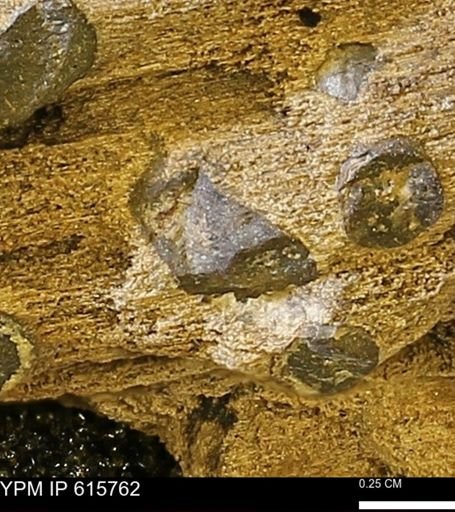 Teredo sp.
