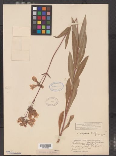 Penstemon digitalis