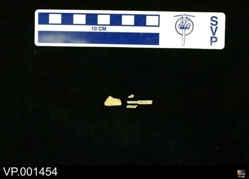 Ichthyornis