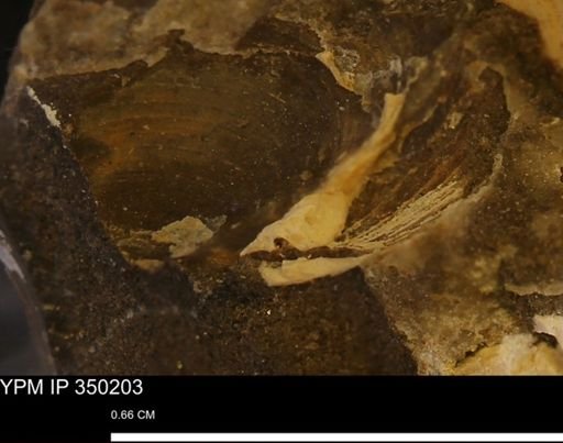 Limopsis striatopunctatus