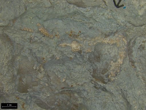 Aplocoma damesii