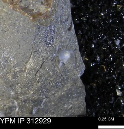 undet. Mollusca