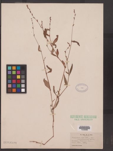 Polygonum punctatum
