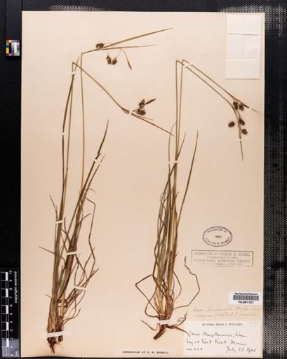 Carex paupercula