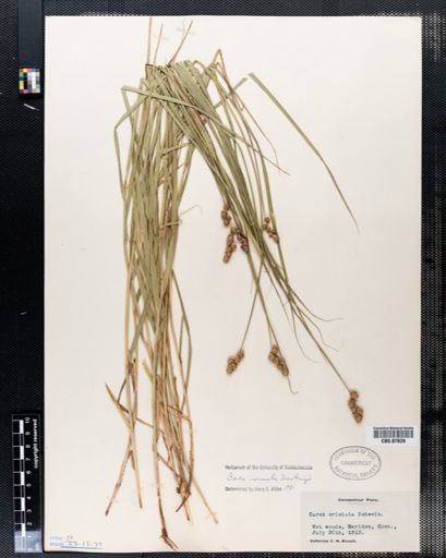 Carex normalis