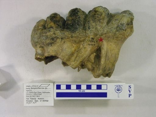 Gomphotherium sp.