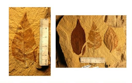 Ostrya oregoniana