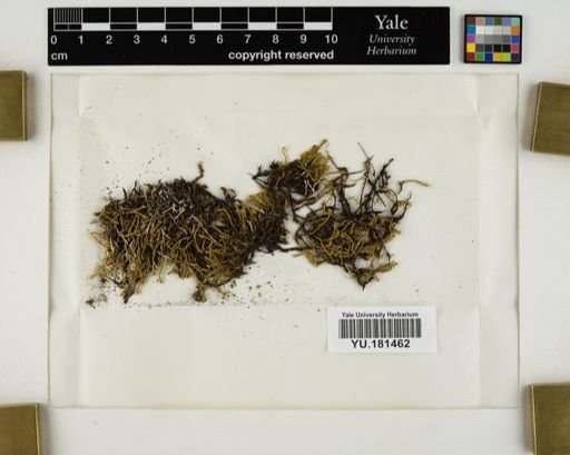 Plantae