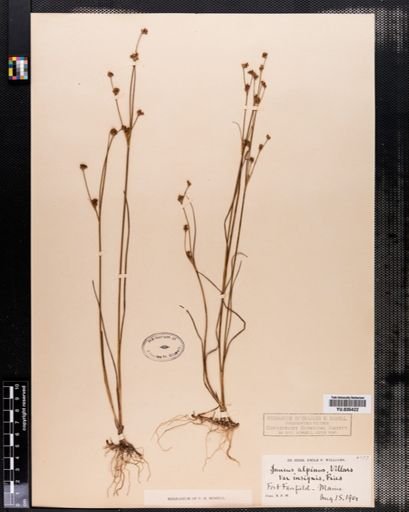 Juncus alpinus