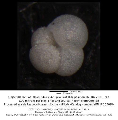 undet. Foraminiferida