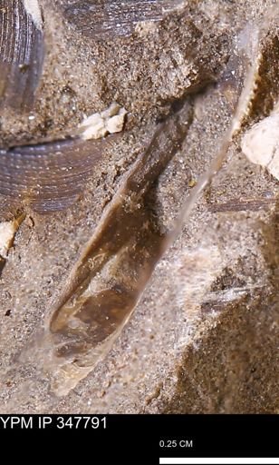 undet. Bivalvia
