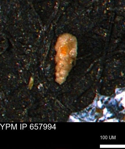 Verneuilinoides kansasensis