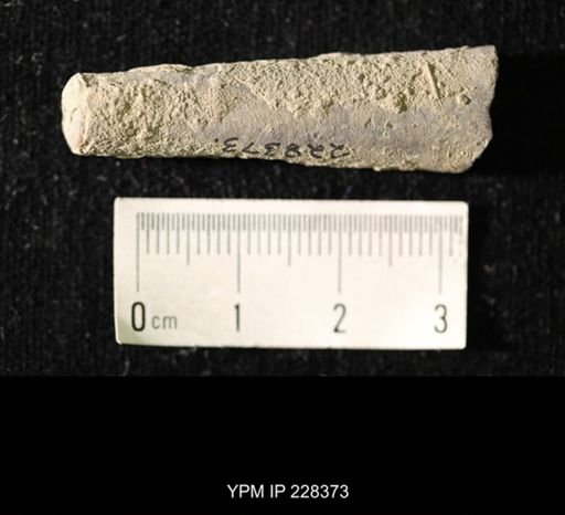 Pseudorthoceras knoxense