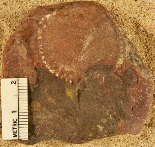 Calamites