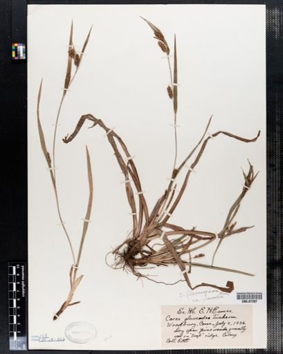Carex flaccosperma