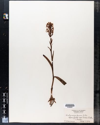 Habenaria lacera