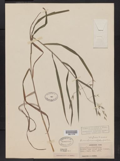 Bromus latiglumis