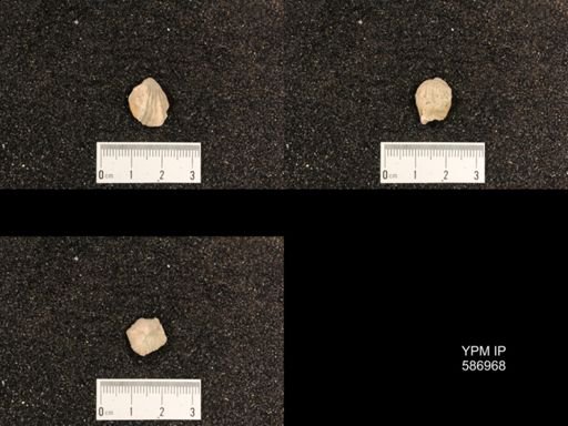 Rhynchotrema capax