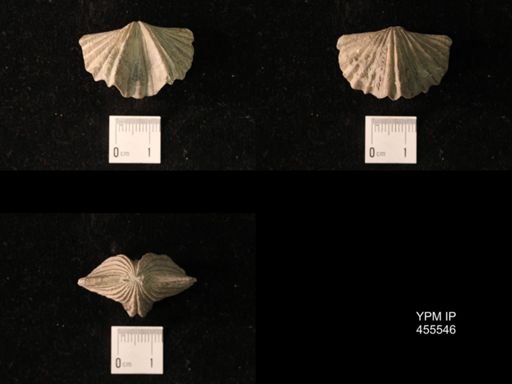 Platystrophia laticosta