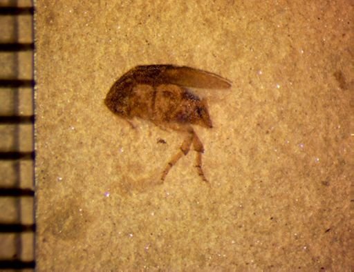 undet. Mordellidae