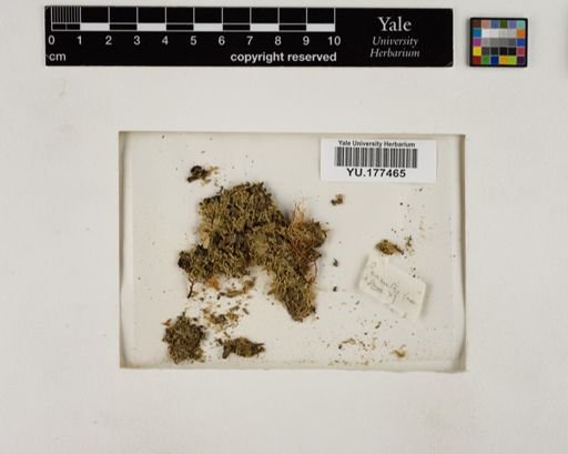 Plantae