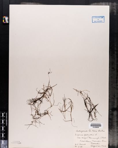 Zannichellia palustris