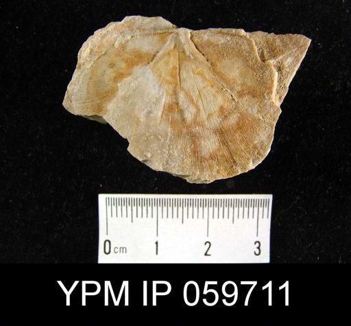 Stropheodonta blainvillei