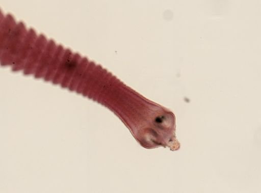 Dipylidium caninum