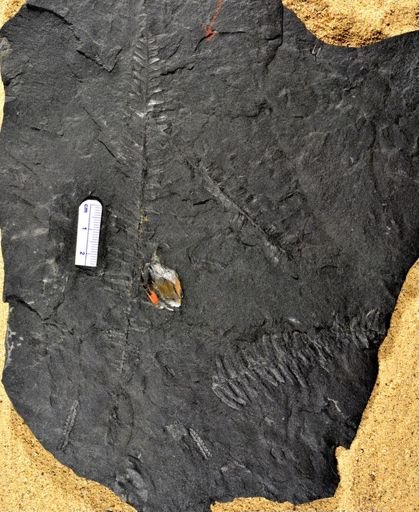 Pecopteris miltoni