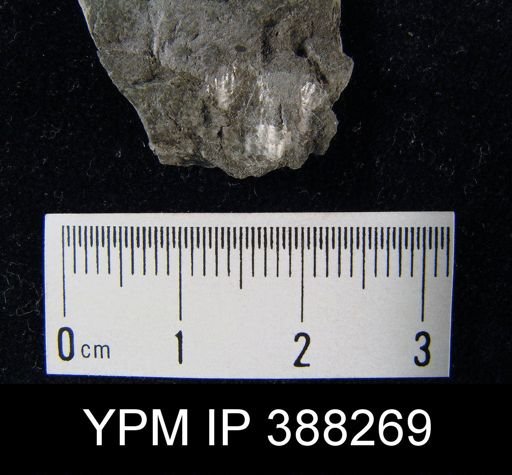 Marginifera splendens