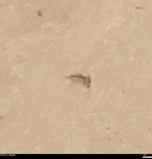 undet. Insecta