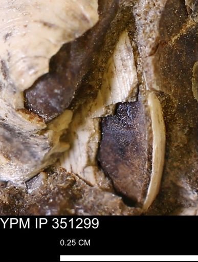 Limopsis striatopunctatus