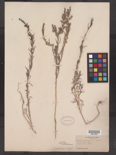 Suaeda maritima