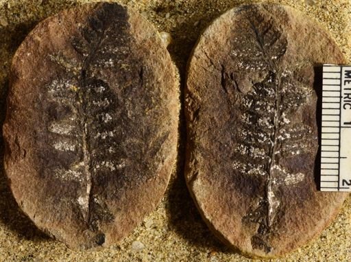 Pecopteris sp.