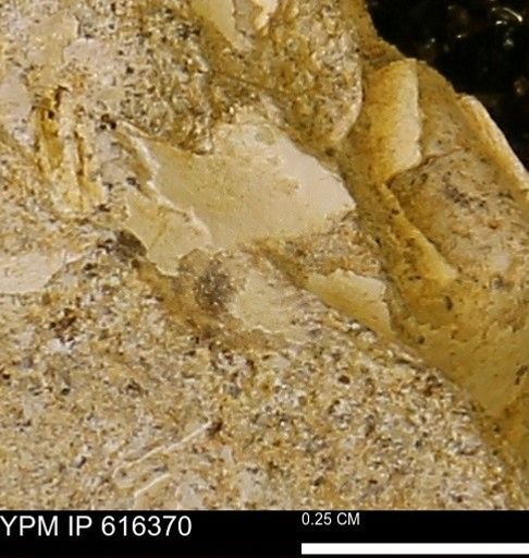Protocardia subquadrata