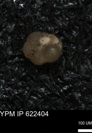 undet. Foraminiferida