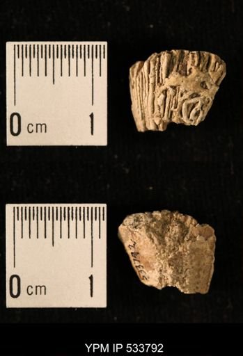 Ellipsosmilia inauris