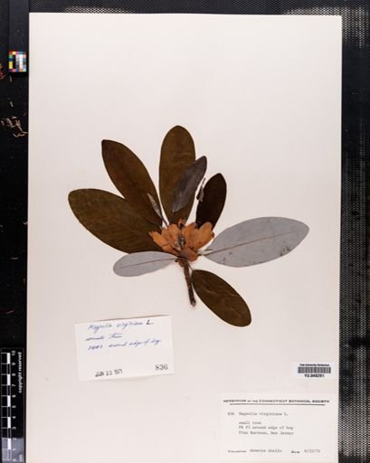 Magnolia virginiana