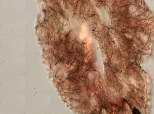 Halichondria bowerbanki