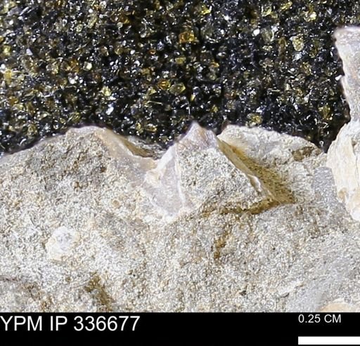 undet. Mollusca