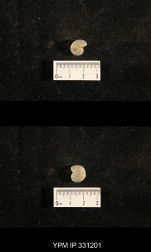 Euphemites sp.