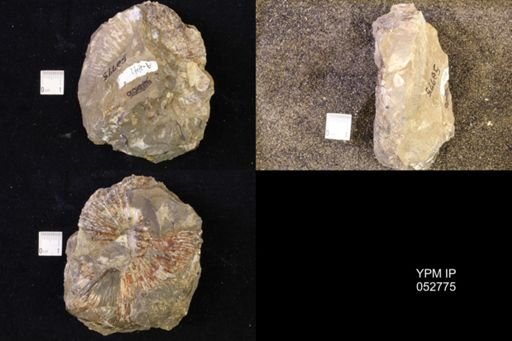 Jeletzkytes nebrascensis