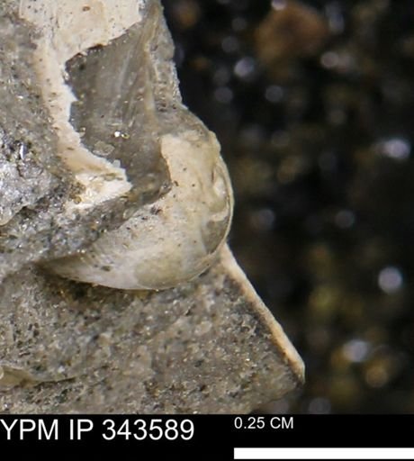 undet. Gastropoda