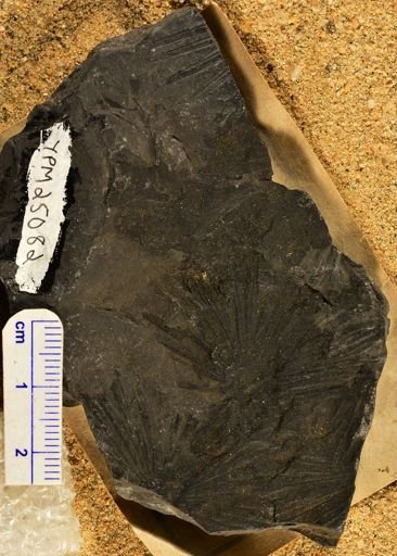 Asterophyllites equisetiformis