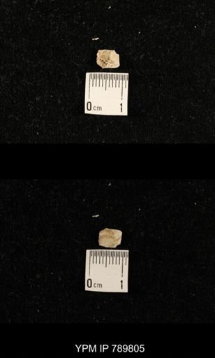 undet. Brachiopoda