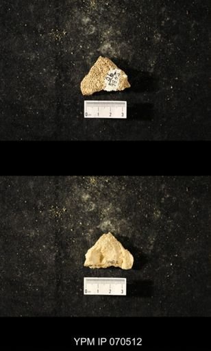 Favosites louisvillensis